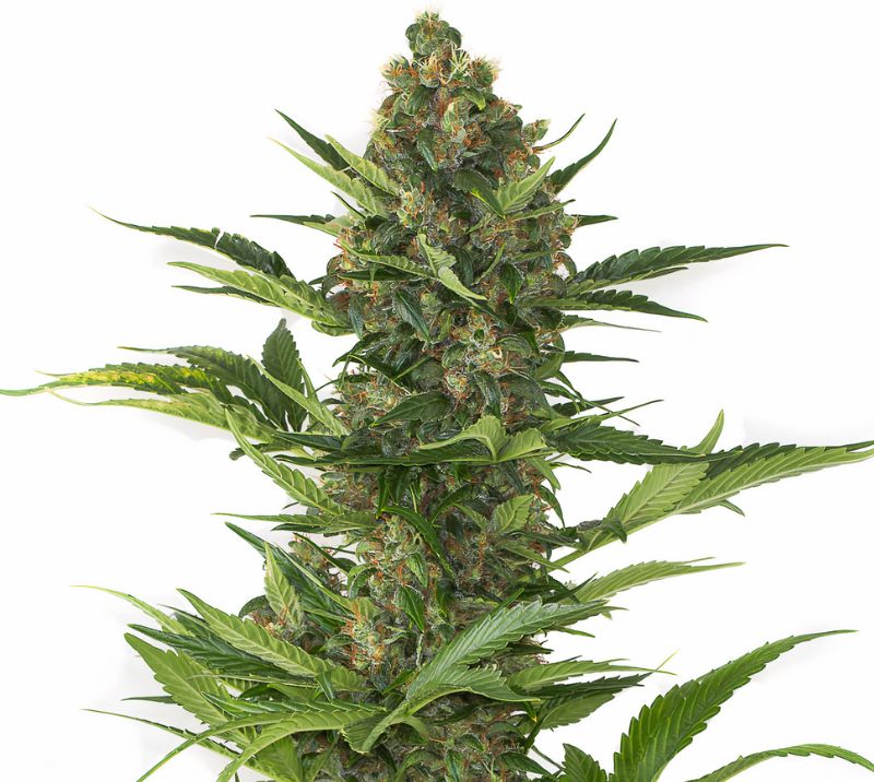 Josh D OG cannabis seeds packaging — Royal King Seeds Australia