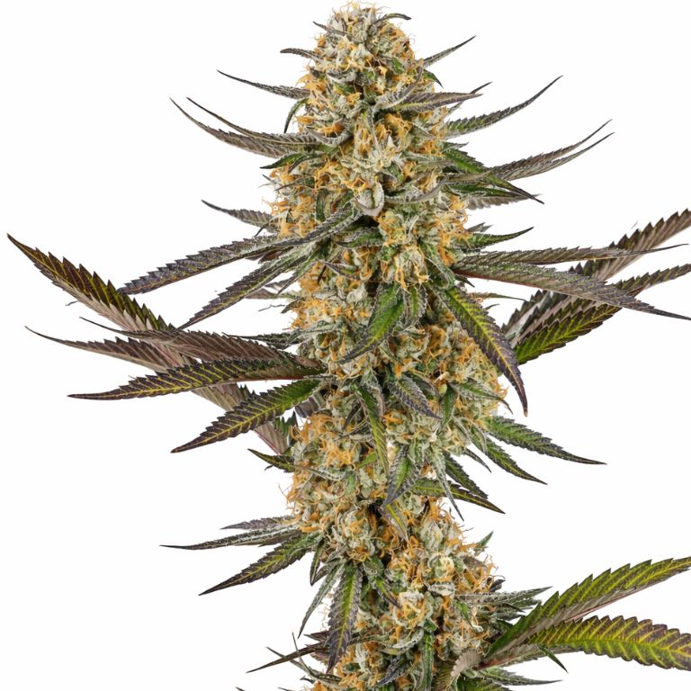 Juicy Fruit cannabis seeds packaging — Royal King Seeds Australia