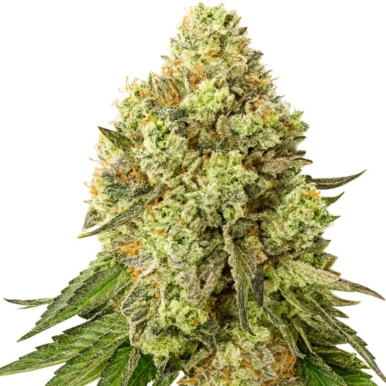 Jungle Cookie cannabis seeds packaging — Royal King Seeds Australia
