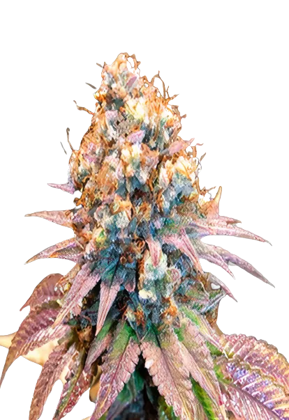 Jungle Juice cannabis seeds packaging — Royal King Seeds Australia