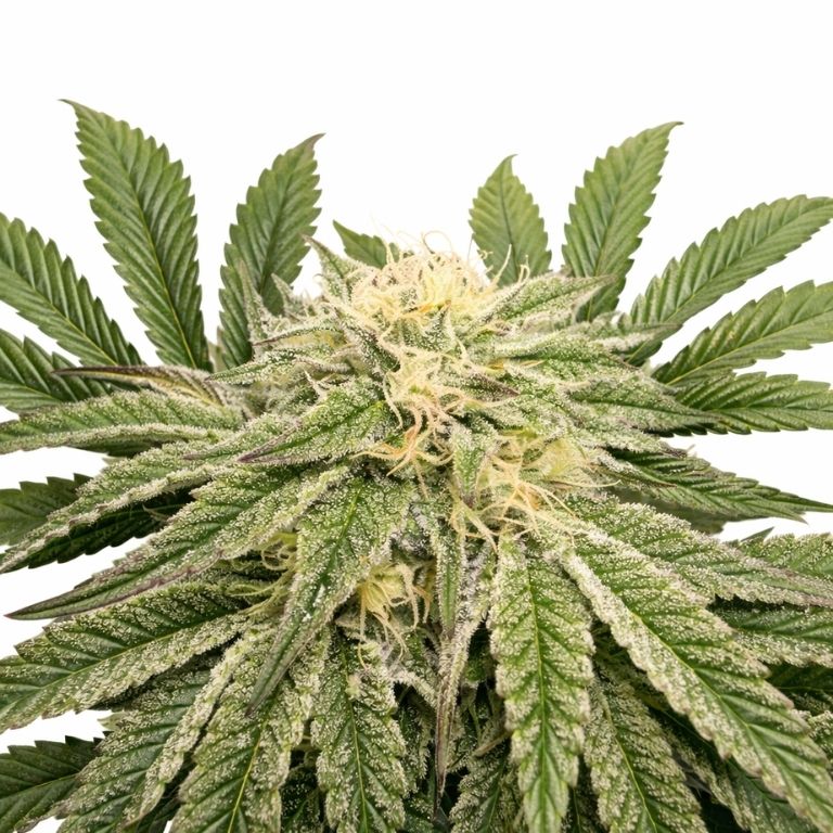 Jungle Lava cannabis seeds packaging — Royal King Seeds Australia