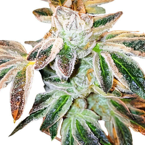 Jupiter OG cannabis seeds packaging — Royal King Seeds Australia