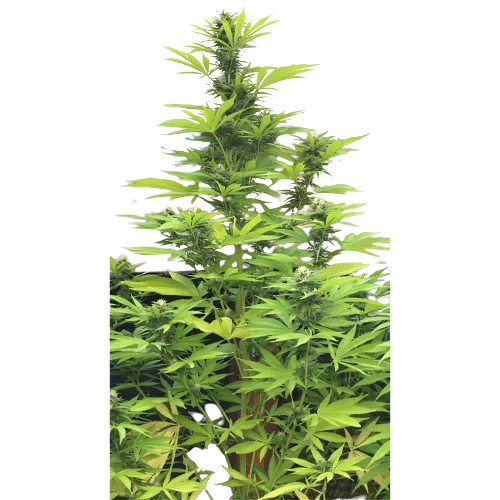 K-Train cannabis seeds packaging — Royal King Seeds Australia