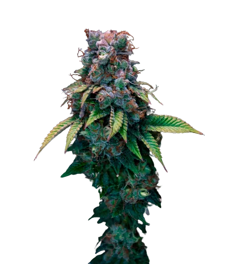 Kali Dog cannabis seeds packaging — Royal King Seeds Australia