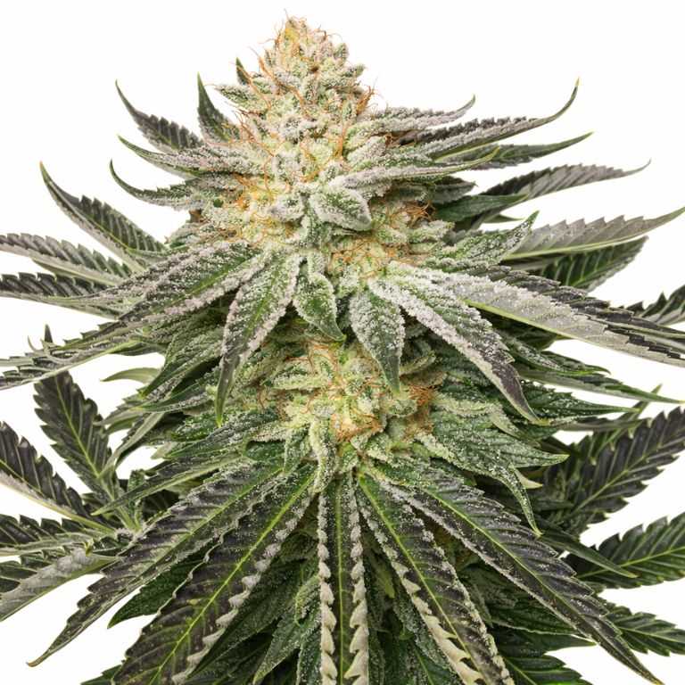 Kali Mist Feminized