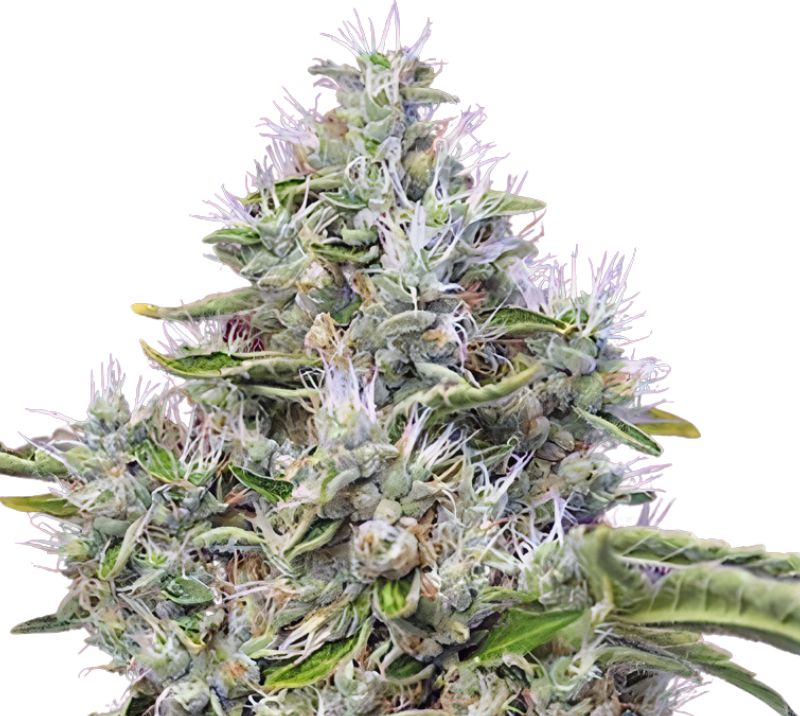 Kandahar Feminized