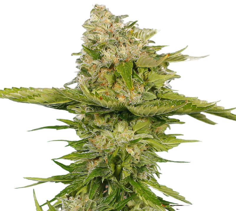 Kandy Kush Auto