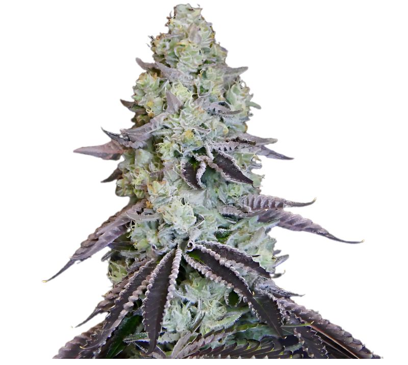Katsu Bubba Kush Feminized
