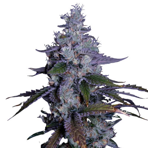 Katsu Kush cannabis seeds packaging — Royal King Seeds Australia