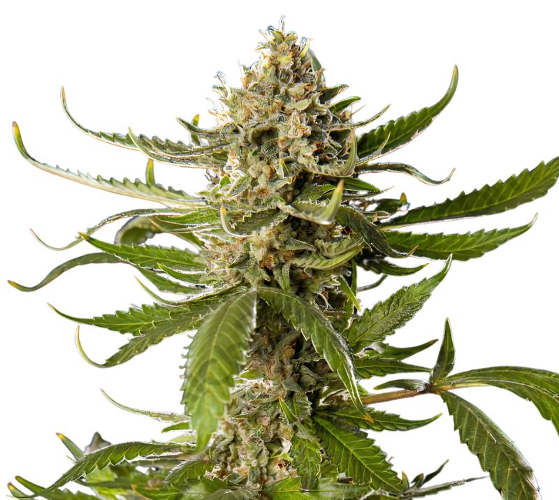 Khufu cannabis seeds packaging — Royal King Seeds Australia