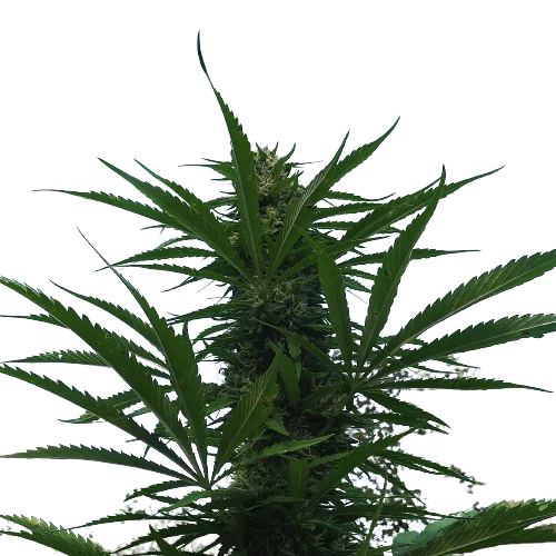 Kilimanjaro cannabis seeds packaging — Royal King Seeds Australia