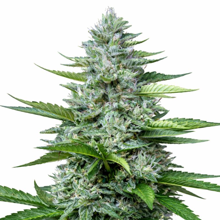 Killer cannabis seeds packaging — Royal King Seeds Australia