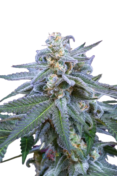Killer Grape cannabis seeds packaging — Royal King Seeds Australia