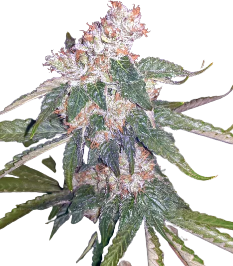 Killer Queen cannabis seeds packaging — Royal King Seeds Australia
