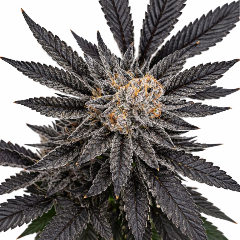 Kimbo Kush cannabis seeds packaging — Royal King Seeds Australia