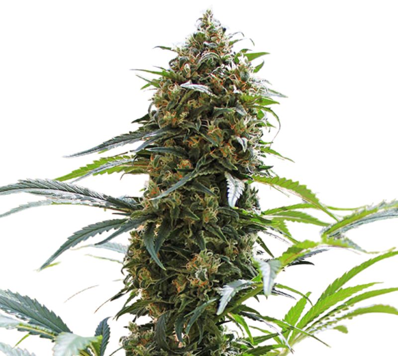 King Kong cannabis seeds packaging — Royal King Seeds Australia
