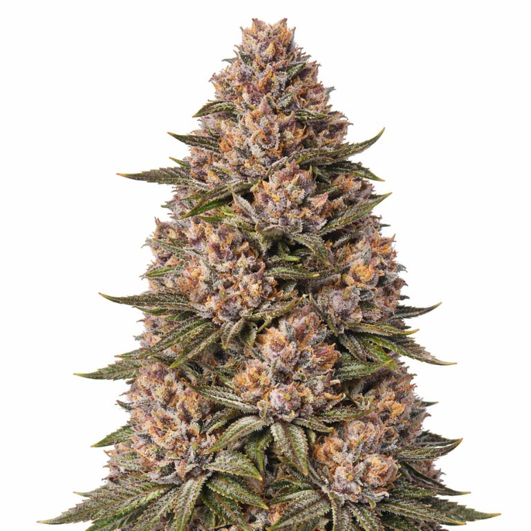 King Louis XIII cannabis seeds packaging — Royal King Seeds Australia