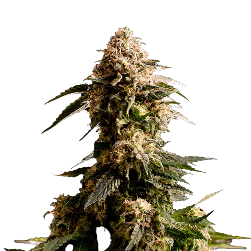 Kiss cannabis seeds packaging — Royal King Seeds Australia