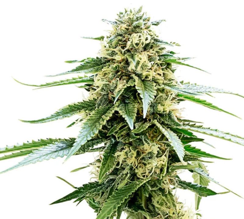 Kiwiskunk cannabis seeds packaging — Royal King Seeds Australia