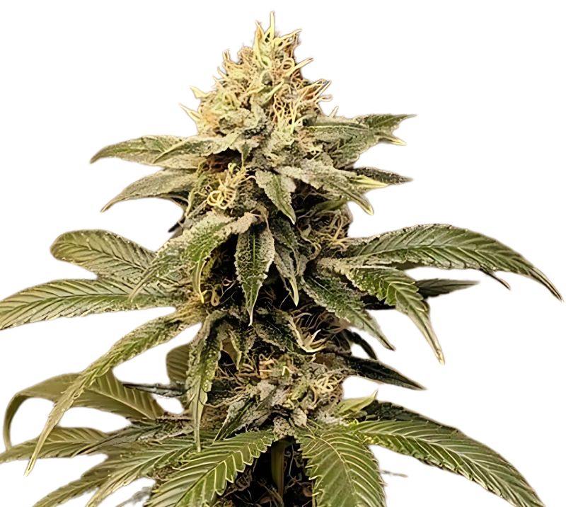 Kobain Kush cannabis seeds packaging — Royal King Seeds Australia