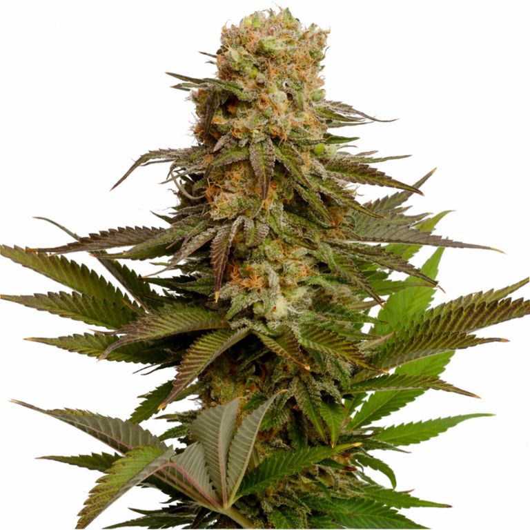Kosher Kush cannabis seeds packaging — Royal King Seeds Australia