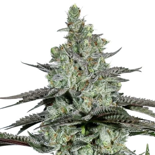 Kosher Tangie cannabis seeds packaging — Royal King Seeds Australia