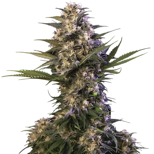 Kraken cannabis seeds packaging — Royal King Seeds Australia