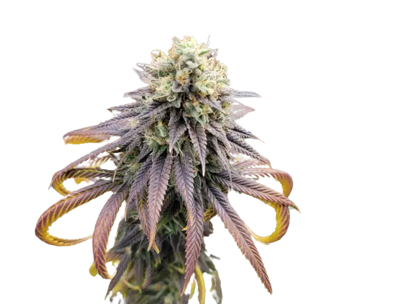 Krishna Kush cannabis seeds packaging — Royal King Seeds Australia