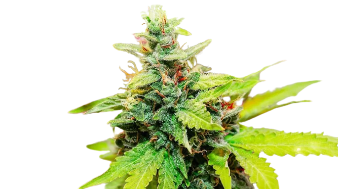 Kryptonite cannabis seeds packaging — Royal King Seeds Australia