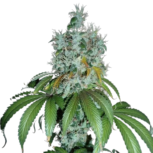 Kuchi cannabis seeds packaging — Royal King Seeds Australia