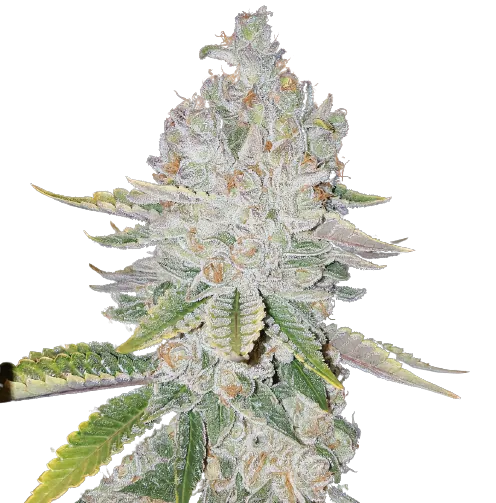 L.A. Sunshine cannabis seeds packaging — Royal King Seeds Australia