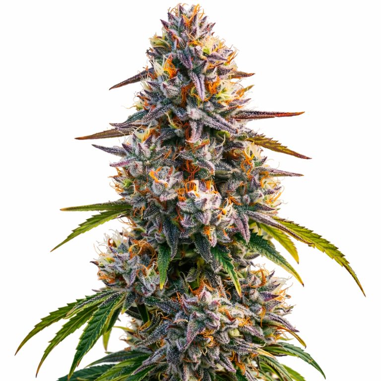 LA Confidential cannabis seeds packaging — Royal King Seeds Australia
