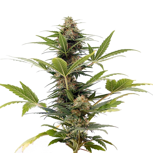 LA Jack cannabis seeds packaging — Royal King Seeds Australia