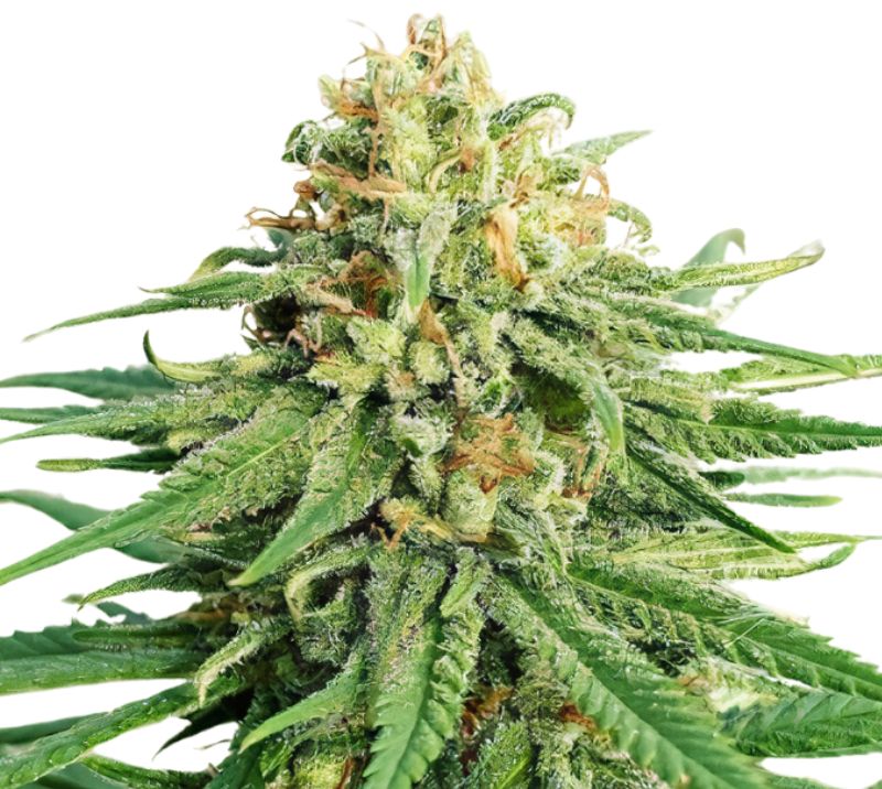 LA OG cannabis seeds packaging — Royal King Seeds Australia