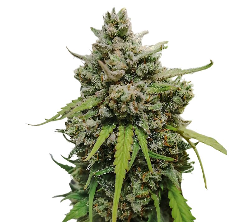 LA Ultra cannabis seeds packaging — Royal King Seeds Australia