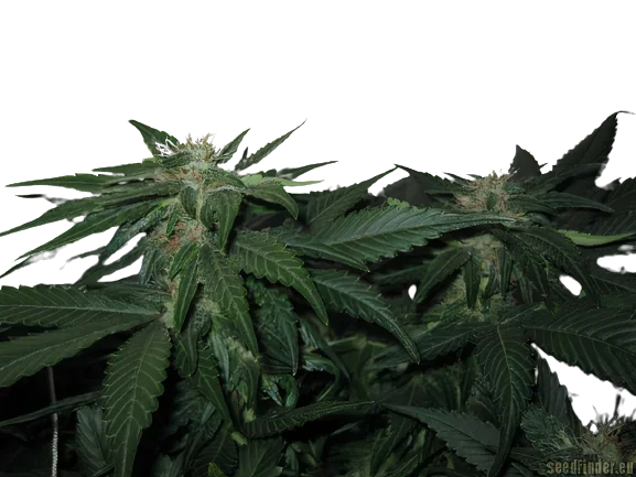 LA Woman cannabis seeds packaging — Royal King Seeds Australia