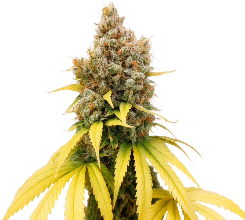 Ladyburn 1974 cannabis seeds packaging — Royal King Seeds Australia