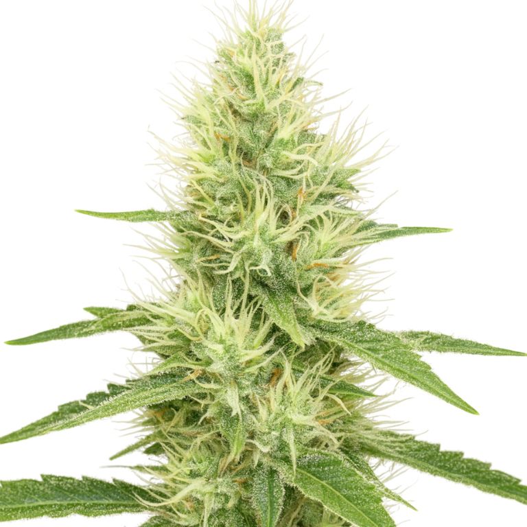 Lambo cannabis seeds packaging — Royal King Seeds Australia