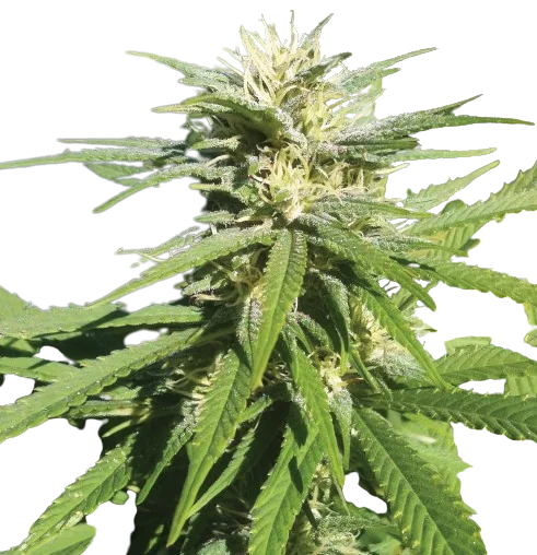 Lamborghini Feminized