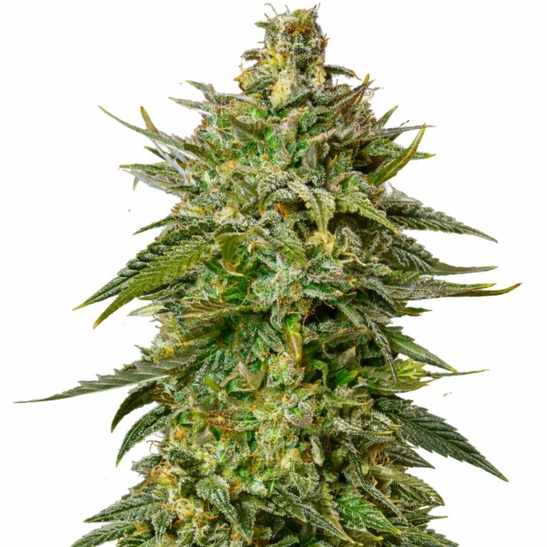 Larry OG cannabis seeds packaging — Royal King Seeds Australia