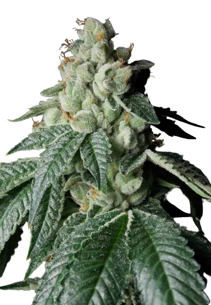 Lee Roy cannabis seeds packaging — Royal King Seeds Australia