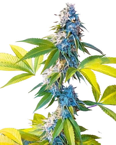Legend OG cannabis seeds packaging — Royal King Seeds Australia