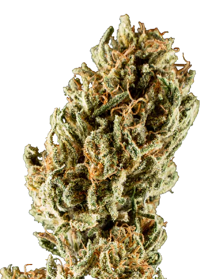 Lemon Crush cannabis seeds packaging — Royal King Seeds Australia