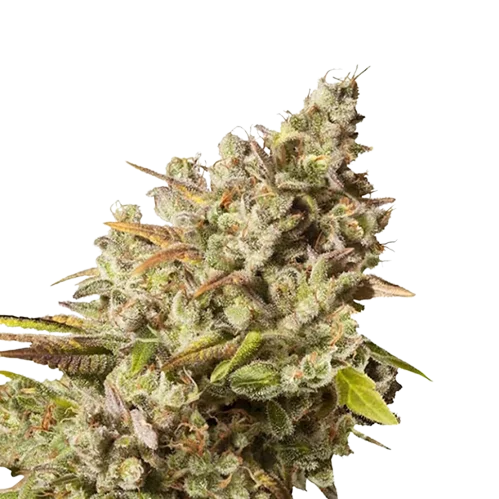 Lemon Daddy cannabis seeds packaging — Royal King Seeds Australia