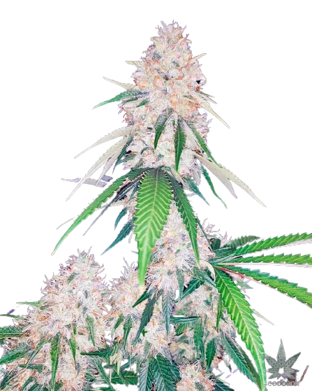 Lemon Diesel cannabis seeds packaging — Royal King Seeds Australia