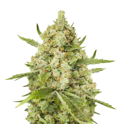 Lemon Drizzle cannabis seeds packaging — Royal King Seeds Australia