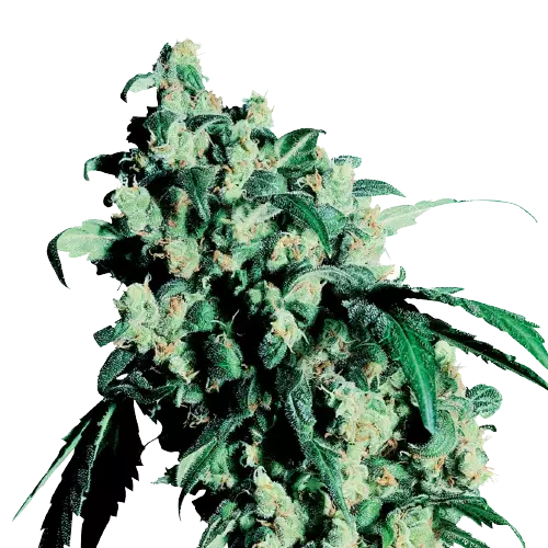 Lemon Drop cannabis seeds packaging — Royal King Seeds Australia