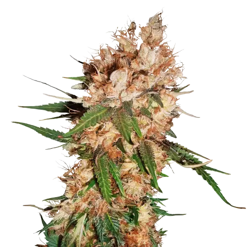 Lemon cannabis seeds packaging — Royal King Seeds Australia