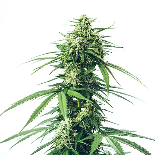 Lemon Fire cannabis seeds packaging — Royal King Seeds Australia