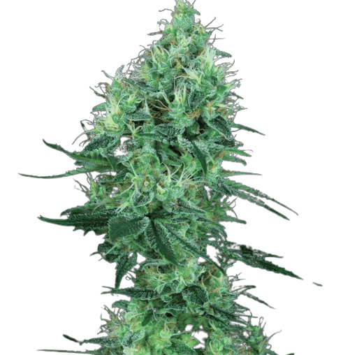 Lemon G cannabis seeds packaging — Royal King Seeds Australia